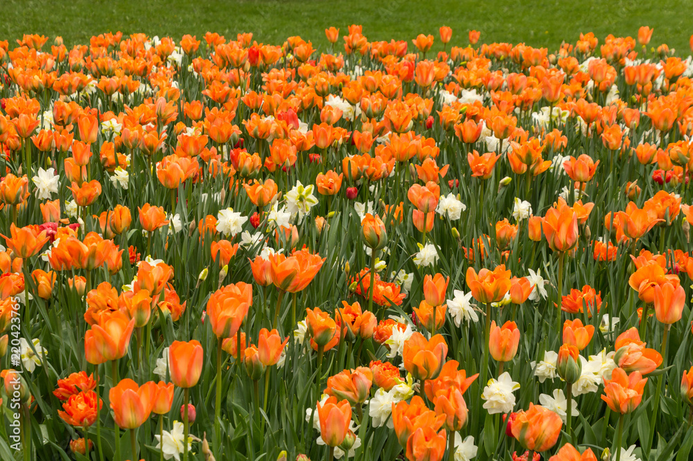 Abundant colorful Tulip flowers in springtime in the rain background Abundant colorful Tulip flowers in springtime in the rain background