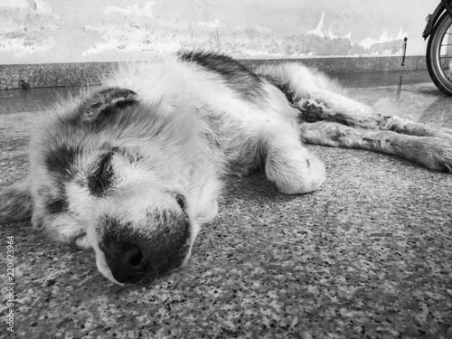 Old dog sleep like a log