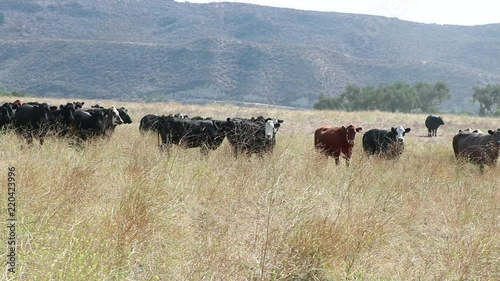 Black Angus cattle standing peacefully in an open field watching the camera with suspicion photo