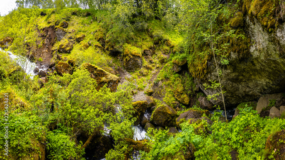Magical small forest at Iceland South coast Magical small forest at Iceland South coast