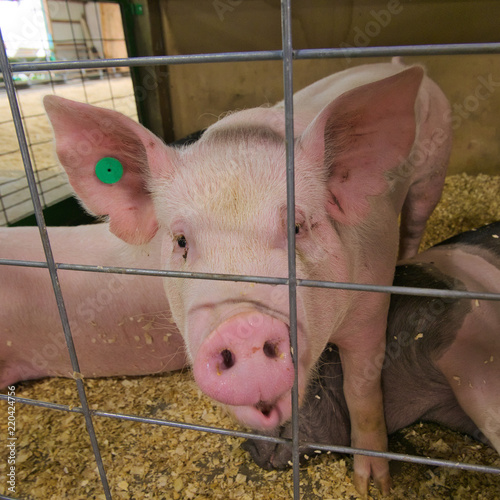Piglet piggy pig indoor in a farm barn pen closeup