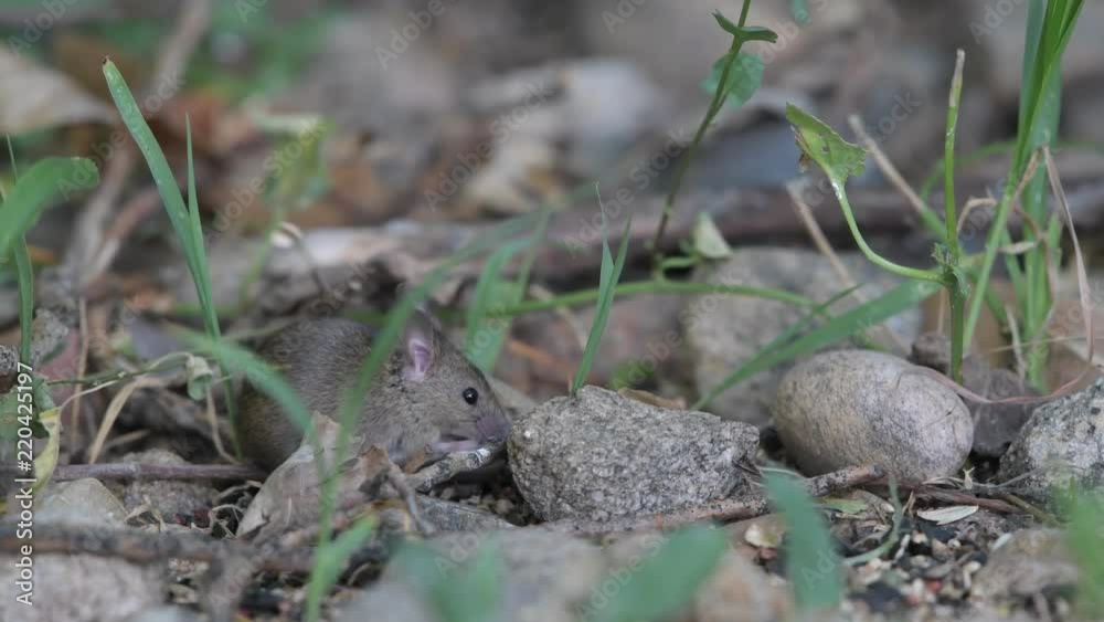 An Adorable House Mouse Eating and Foraging An Adorable House Mouse Eating and Foraging