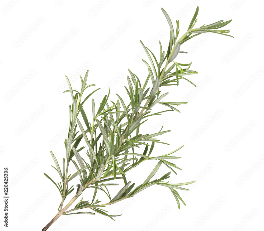 Sprig of fresh rosemary isolated on white background. Rosemary branch