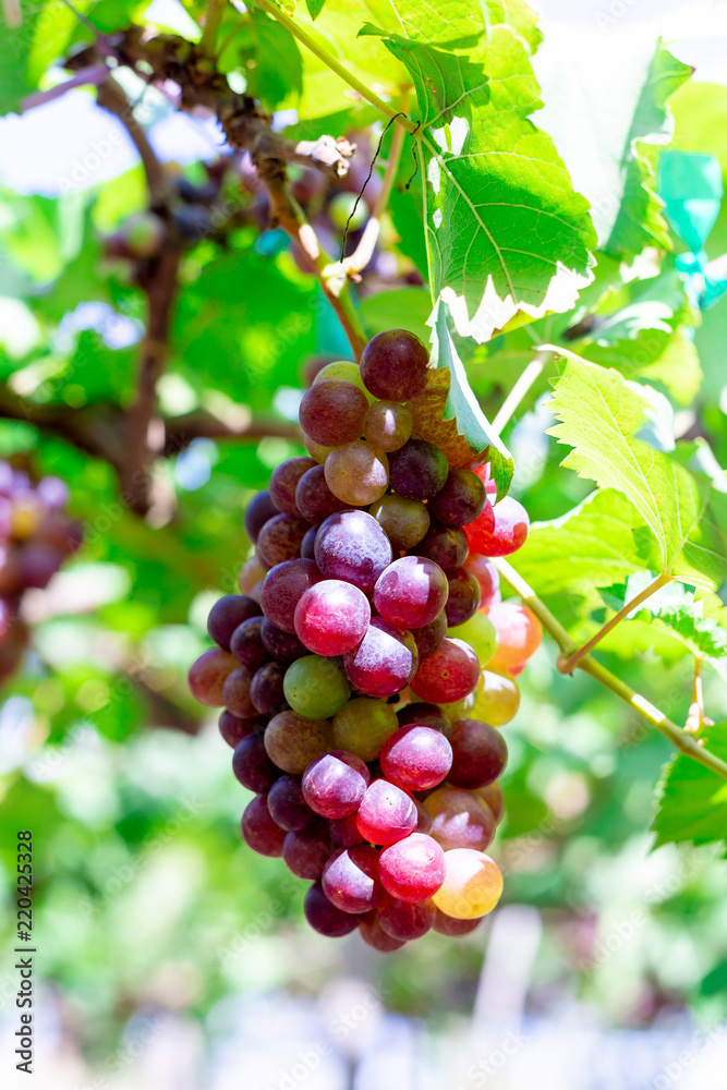 Bunch of grapes in the garden Bunch of grapes in the garden