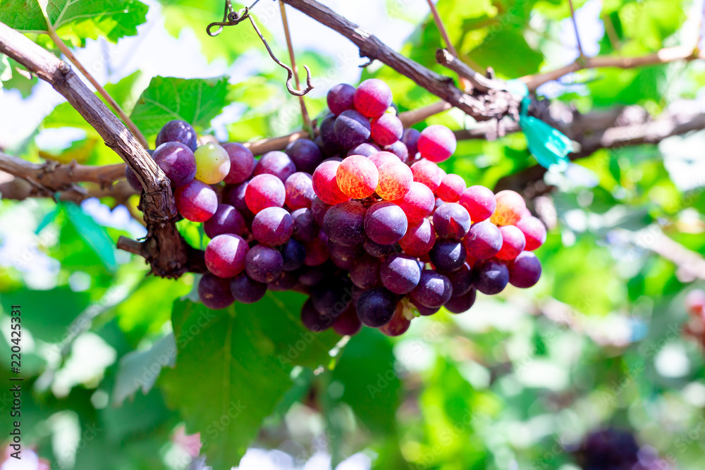 Bunch of grapes in the garden