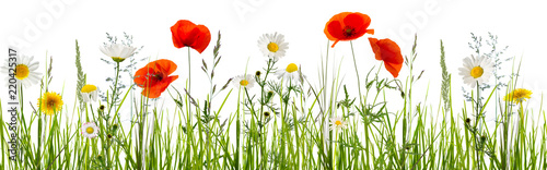 mohn, kamille, freigestellte sommerwiese