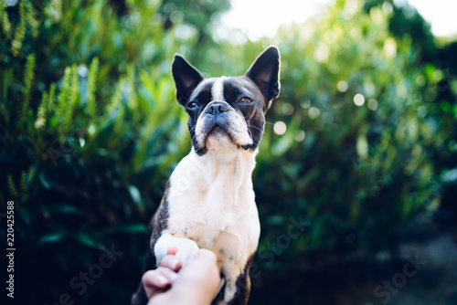 Fototapeta Naklejka Na Ścianę i Meble -  Give me a paw - friendship -  boston terrier touching paw with woman's hand