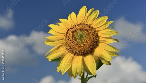 Sunflower  Jersey  U.K.  Classic Summer plant.
