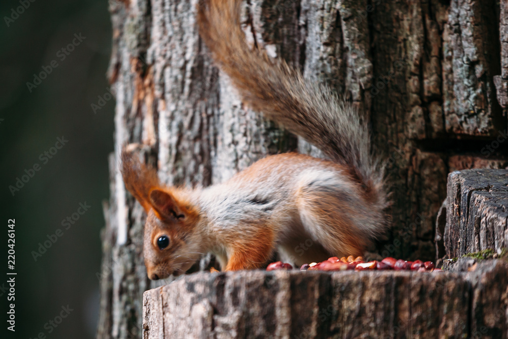 Cute ginger grey red squirrel eat nut in a park on a stump a tree in a public street. Cute ginger grey red squirrel eat nut in a park on a stump a tree in a public street.