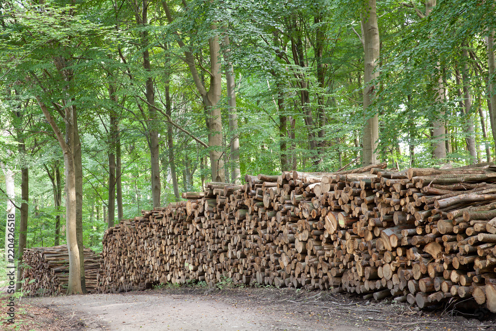 tree trunk stack in a forest in Denmark