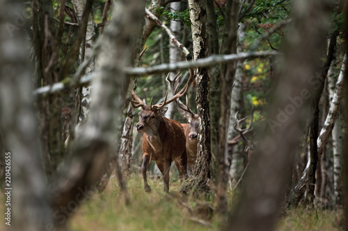 red deer, cervus elaphus, Czech republic © prochym