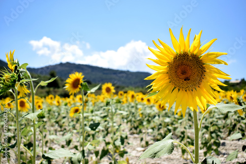 Fototapeta Naklejka Na Ścianę i Meble -  Golden field of sunflowers