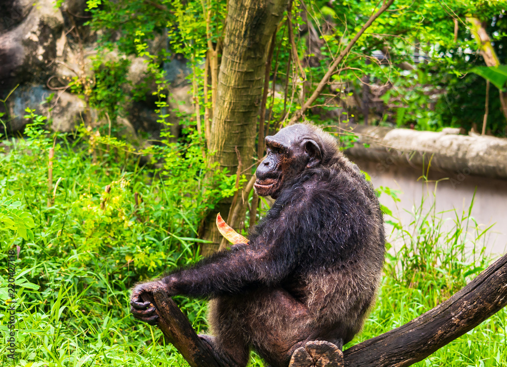 Obraz premium Chimpanzee is eating delicious fruit.