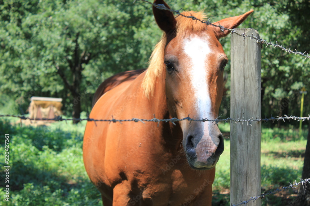Fototapeta premium recinto con cavallo