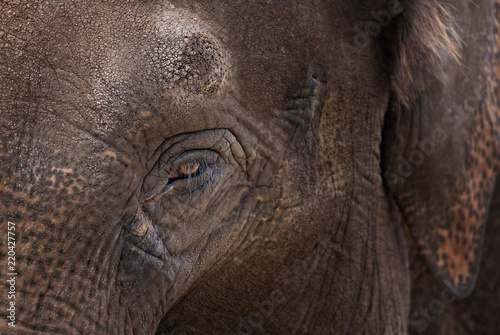 Trauriges Auge eines Elefanten
