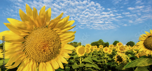 Sunflowers in field