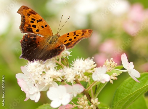 butterfly
