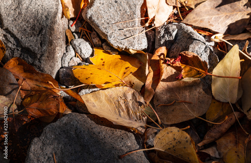 Orange and yellow leaf amoung rocks