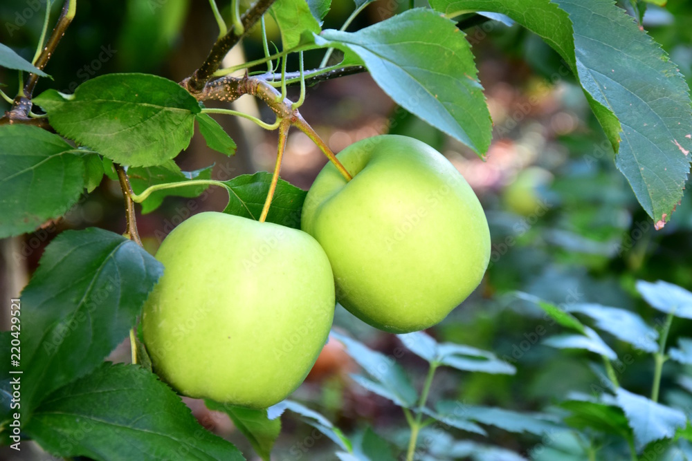 Golden Delicious, Apple, Erntezeit in Südtirol Golden Delicious, Apple, Erntezeit in Südtirol