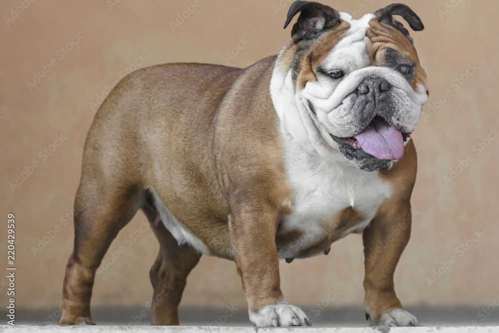 English Bulldog red white color adult stands on light background