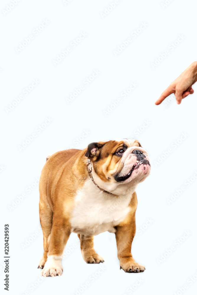English Bulldog red white color adult stands on light background