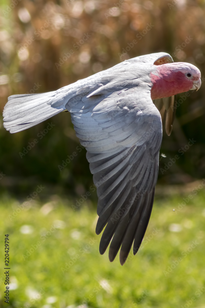 galah cockatoo flying