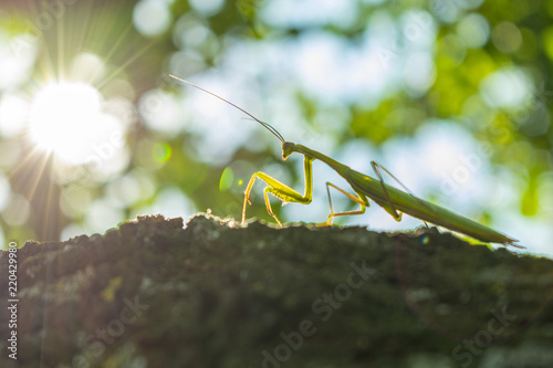 mantis close-up on a tree facing the luminous sun