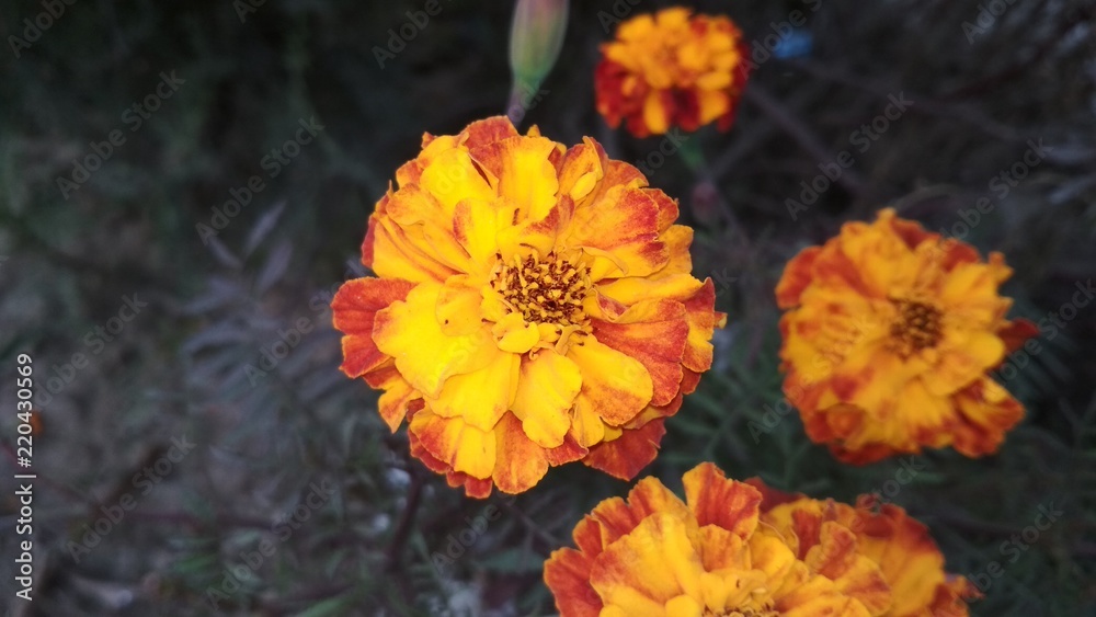 Beautiful colorfull flower Beautiful colorfull flower