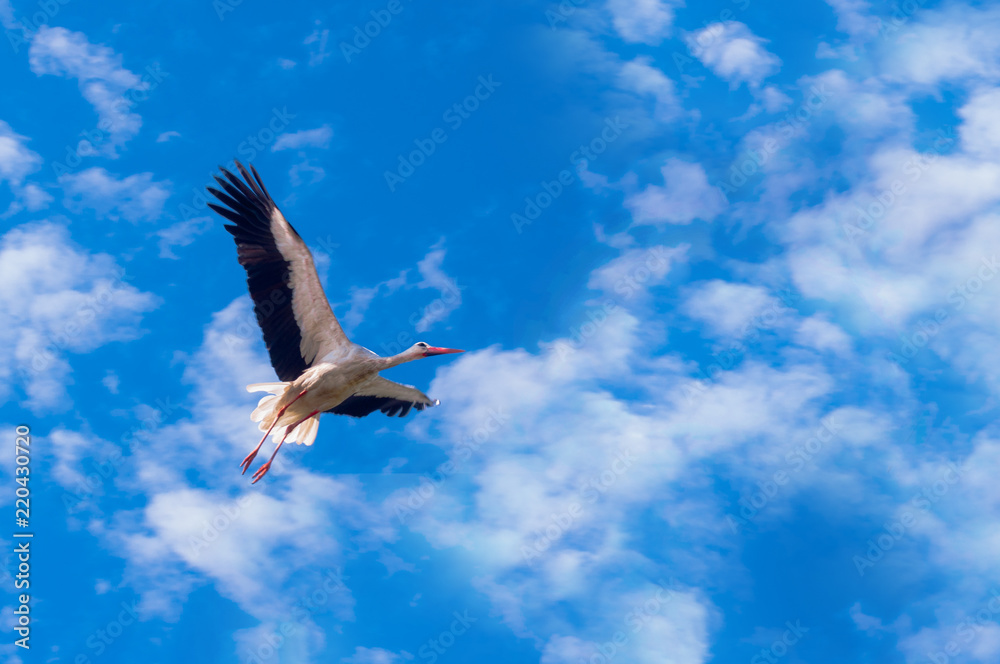 Stork flying against the background of a blue sky Stork flying against the background of a blue sky