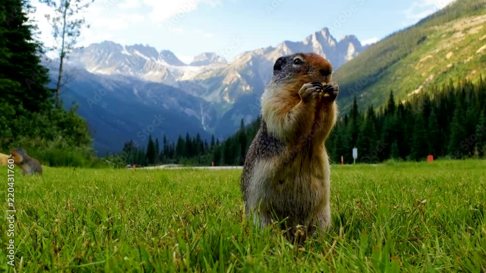 Columbian ground squirrel (Urocitellus columbianus) at burrow entrance in Canada