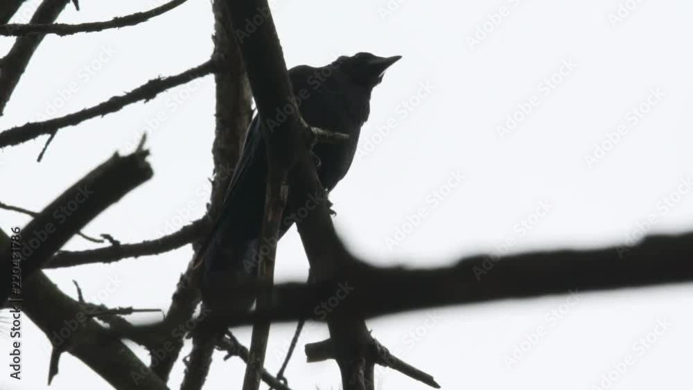 Crow jumps off branch and flies away in slow motion