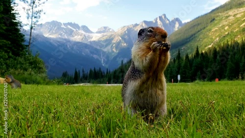 Columbian ground squirrel (Urocitellus columbianus) at burrow entrance in Canada photo