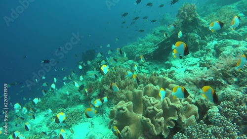 School of yellow Pyramid Butterflyfish in intact coral reef
