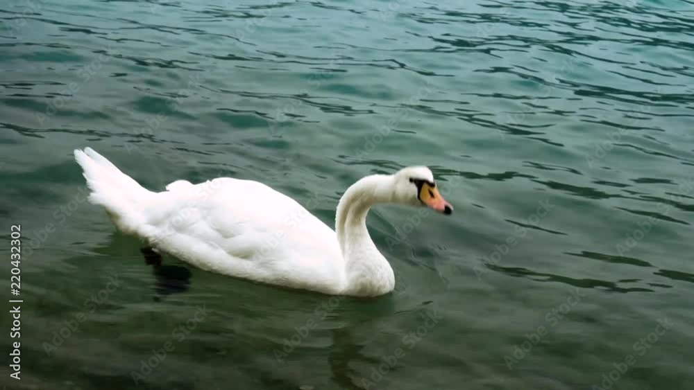 White swan swimming and eating peacefully at Lake Bled, Slovenia White swan swimming and eating peacefully at Lake Bled, Slovenia