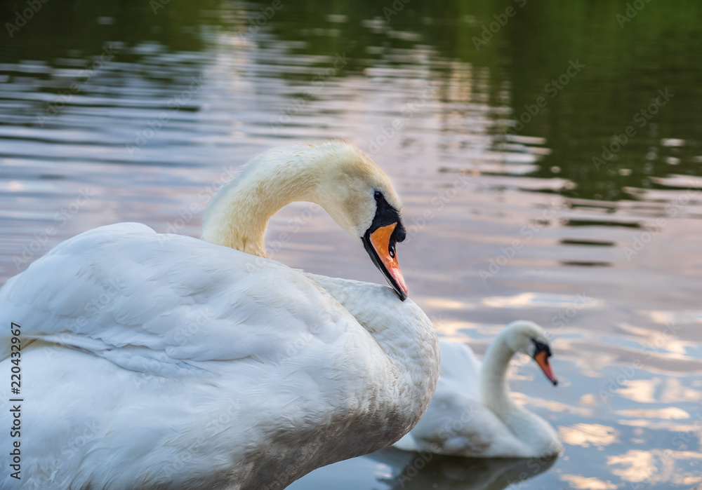 Wunschmotiv: Two cygnus orol swans swimming in Leazes Park pond in Newcastle, UK #220432967