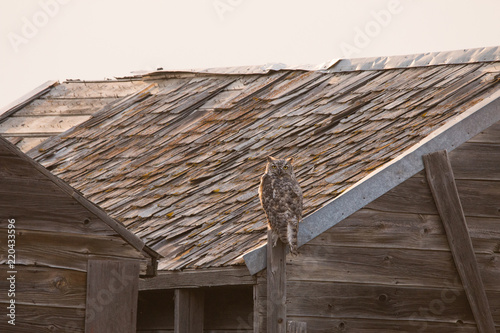 GreatHorned Owl photo