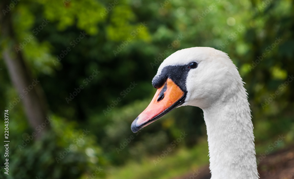 Head of Cygnus olor swan. Shot at Leazes Park Head of Cygnus olor swan. Shot at Leazes Park