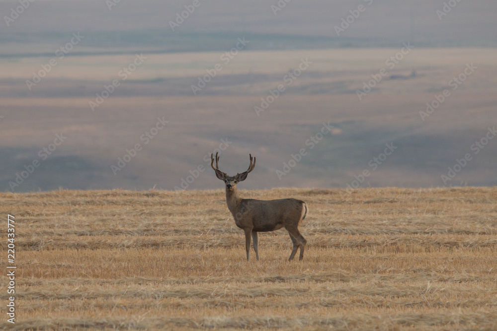 Fototapeta premium Mule Deer Buck