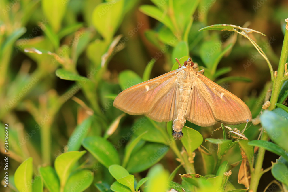Fototapeta premium Buchsbaumzünsler dunkel