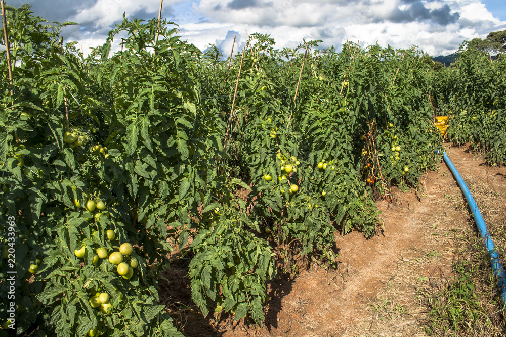 Farm workers make tomato harvest in Apiai, Sao Paulo State