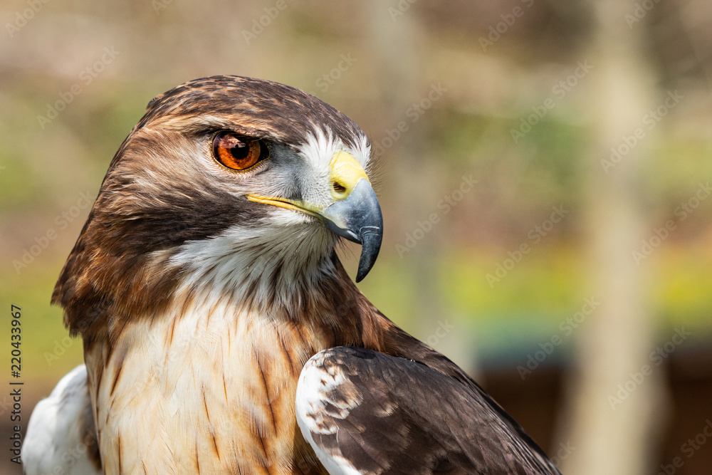 Majestic Hawk close up while studying his hunting grounds. Details of the bright orange Eye and Iris. Majestic Hawk close up while studying his hunting grounds. Details of the bright orange Eye and Iris.
