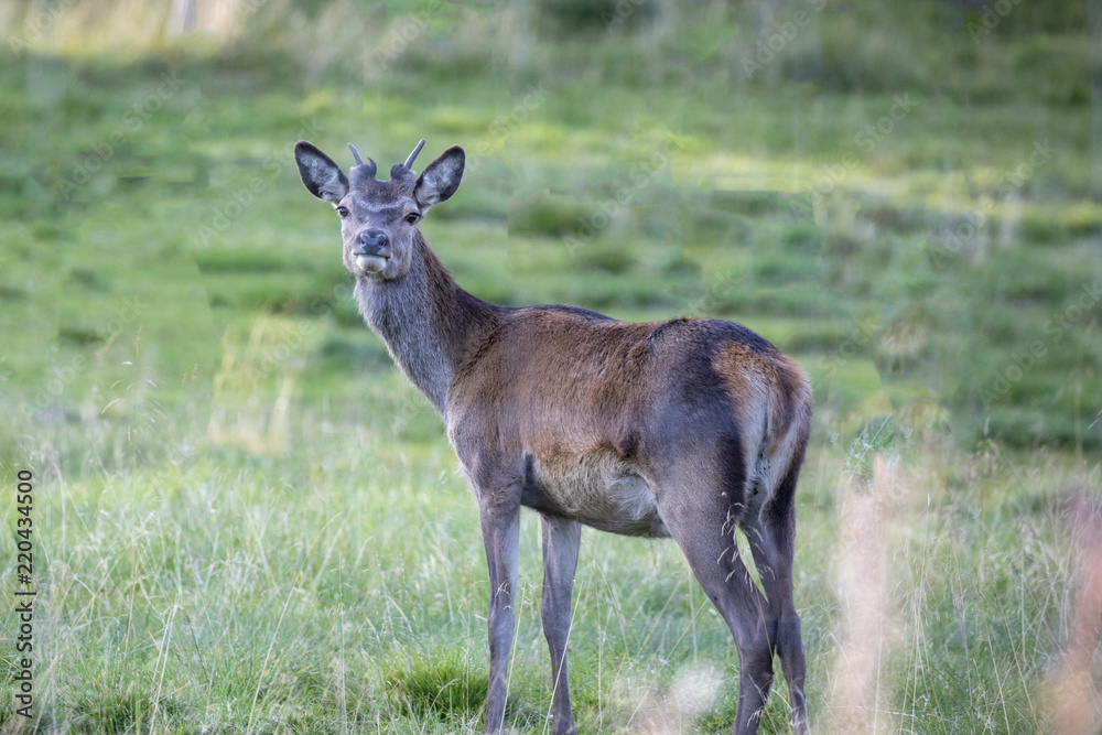 Deer in Norwegian forest Northern Norway Deer in Norwegian forest Northern Norway