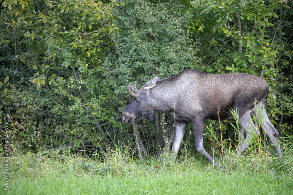 Moose in Norwegian forest Northern Norway Moose in Norwegian forest Northern Norway