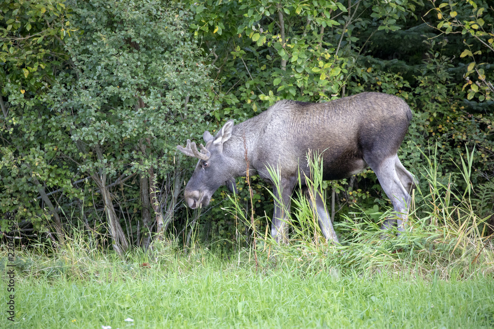 Moose in Norwegian forest Northern Norway Moose in Norwegian forest Northern Norway