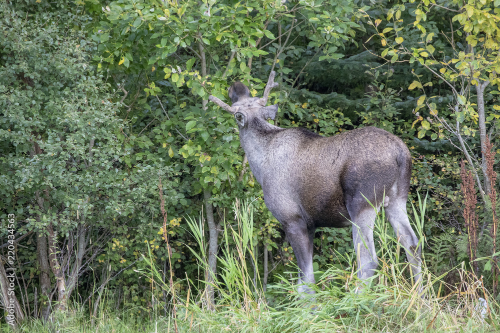 Obraz premium Moose in Norwegian forest Northern Norway