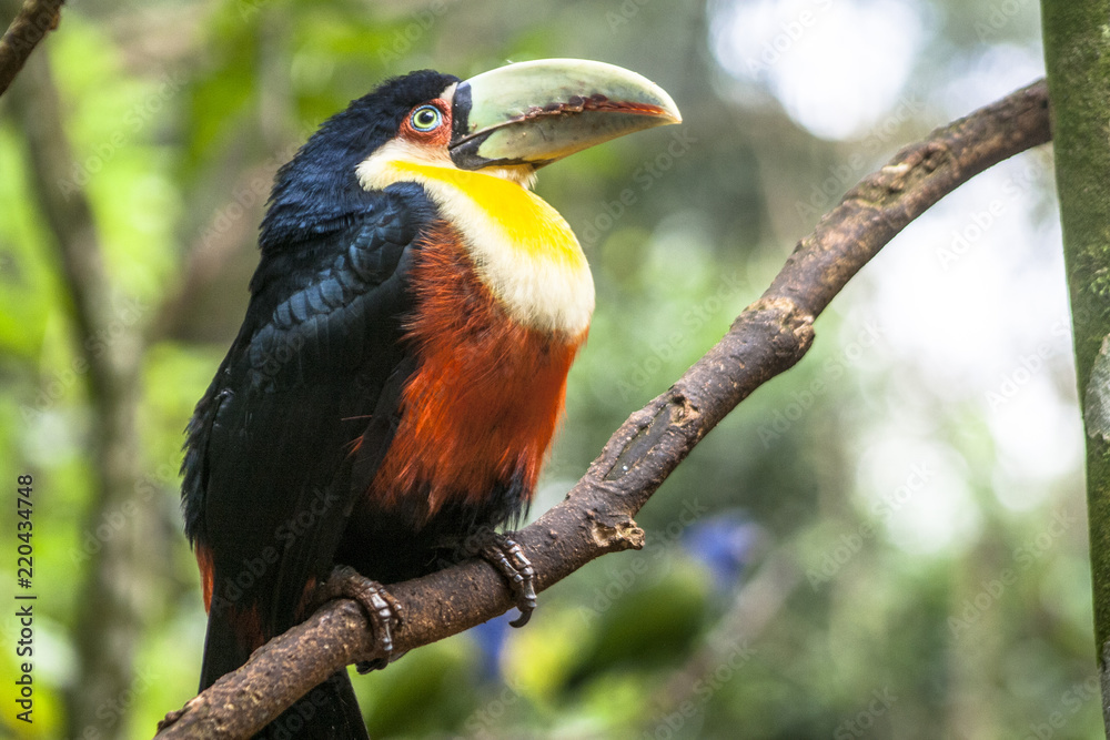 Toucan (Ramphastos dicolorus) in Foz of Iguassu Toucan (Ramphastos dicolorus) in Foz of Iguassu
