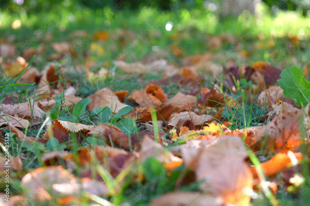 Obraz premium Fall scene. Autumn leaves on the lawn. Golden morning sun rays on green grass. The end of the summer. Hello September, October, November concept. Autumnal background or advertising design.
