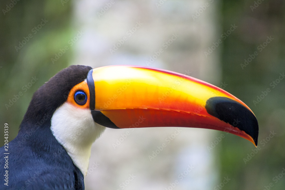 Tucano-Toco (Ramphastos toco) in Foz do Iguassu, Brazil Tucano-Toco (Ramphastos toco) in Foz do Iguassu, Brazil