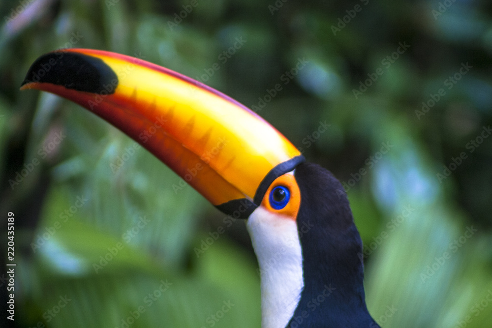Tucano-Toco (Ramphastos toco) in Foz do Iguassu, Brazil Tucano-Toco (Ramphastos toco) in Foz do Iguassu, Brazil