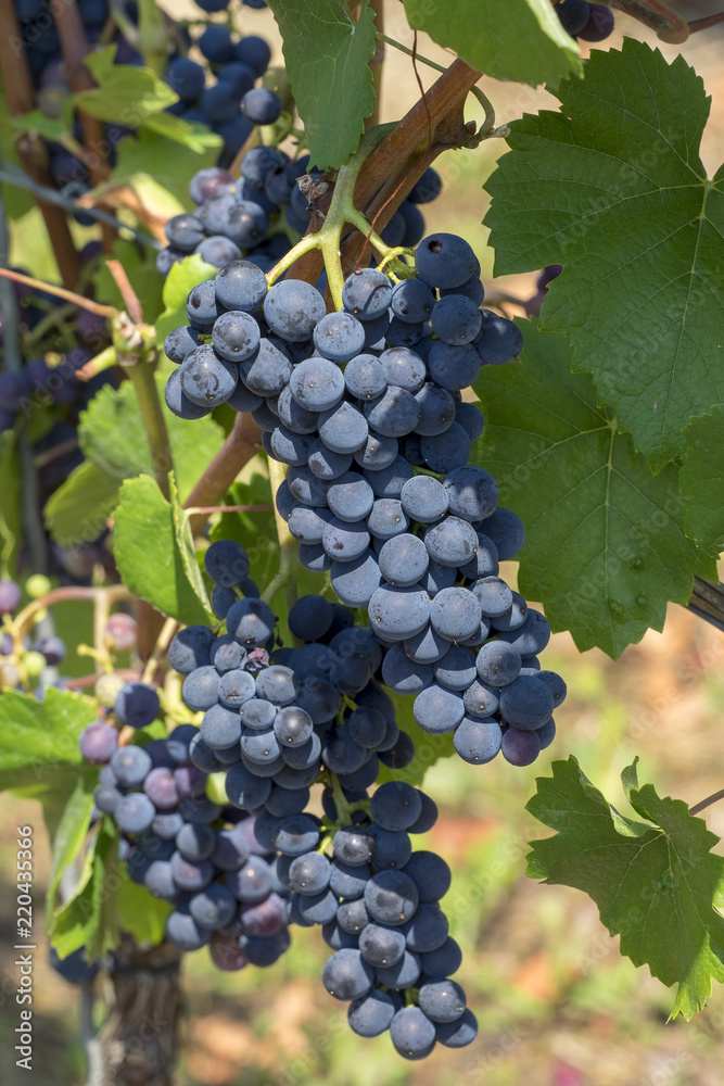 Cépages du Markgräflerland dans le sud de l'Allemagne. Pieds de vignes et grappes de raisin du terroir des collines de Tullingen Cépages du Markgräflerland dans le sud de l'Allemagne. Pieds de vignes et grappes de raisin du terroir des collines de Tullingen